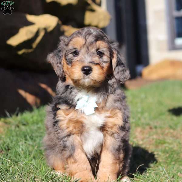 Wesley, Bernedoodle Puppy